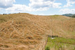 countryside of New Zealand near Rotorua
