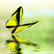 Butterfly 10