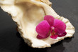 Photo: pink orchid inside oyster pink orchid inside oyster
