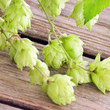 Hopfen