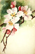 flowers illustration