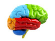 3d brain