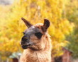 llama cute face
