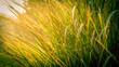 Tall grass