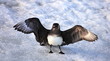 Arctic skua - Stercorariidae