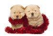 chow-chow puppies