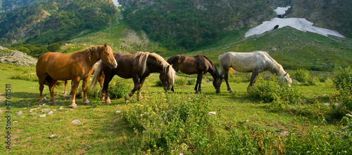 Photo: Cavalli pascolo brado, Alpi marittime Cavalli pascolo brado, Alpi marittime