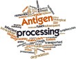 Word cloud for Antigen processing