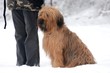 rescue dog
