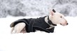 Bull terrier in winter