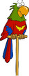 Parrot