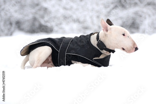 Photo: Bull terrier in winter Bull terrier in winter