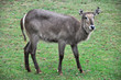 Waterbuck (Female)
