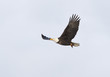 Bald eagle in flight.