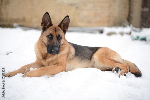 Photo: berger allemand berger allemand