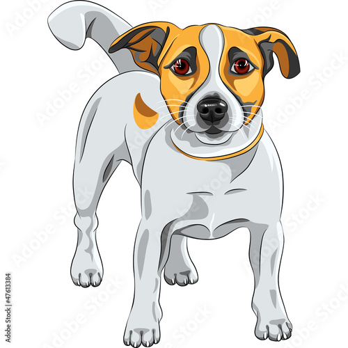 Vector: vector sketch dog Jack Russell Terrier breed vector sketch dog Jack Russell Terrier breed