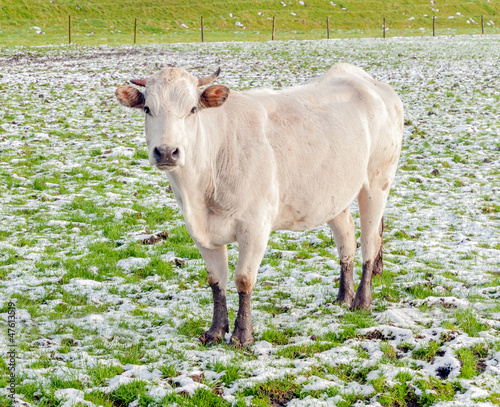 Photo: Portrait of a young white cow standing in snow Portrait of a young white cow standing in snow