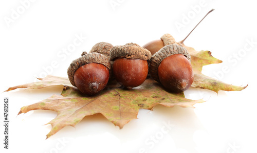 Photo: brown acorns on autumn leaf, isolated on white brown acorns on autumn leaf, isolated on white