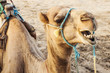 Arabian camel or Dromedary also called a one-humped camel in the