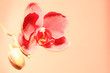Orchid