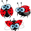 ladybirds