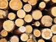 logs in the forest