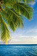 Coconut palm tree leaves over endless ocean