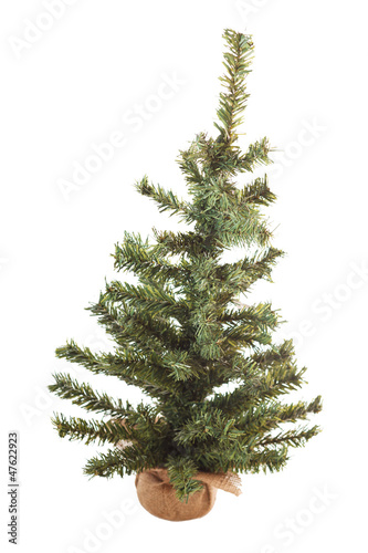 Photo: Christmas tree Christmas tree