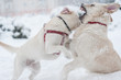 dogs playing on the snow