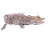 Alligator isolated over white background