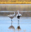 Sandhill Cranes kissing