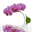 Orchidées et reflet