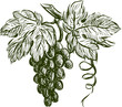 cluster of grapes