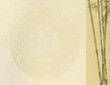 bamboo on old grunge paper texture background
