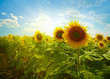 Sunflowers