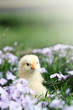 Curious Little Chick