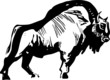 Bison