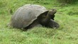 Galápagos Riesenschildkröte