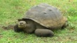 Riesenschildkröte