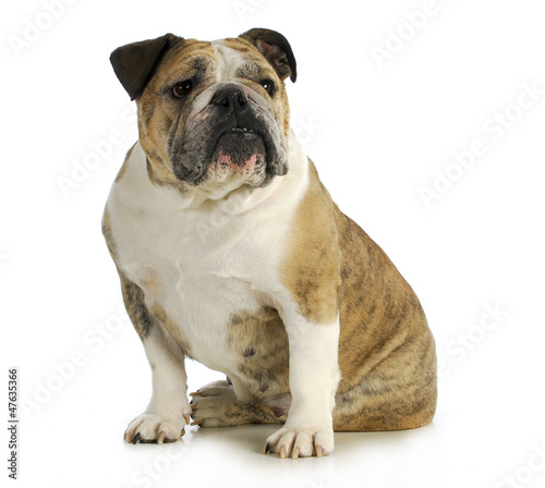 Photo: english bulldog english bulldog