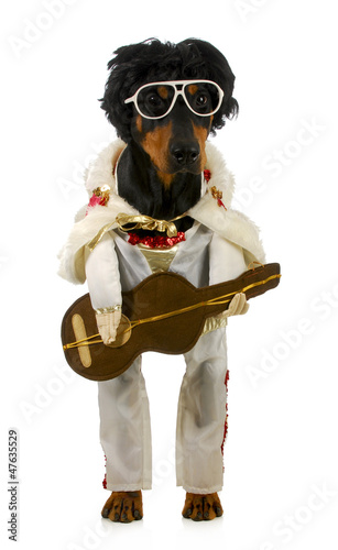 Photo: singing dog singing dog