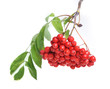 Bunch of red rowan