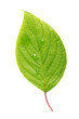 Single leaf
