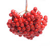 Bunch of red rowan