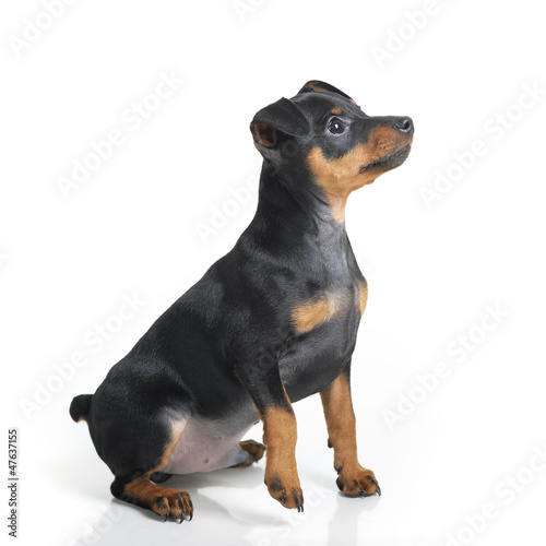 Photo: Miniature Pinscher Miniature Pinscher
