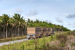 Trucks for transport of sugarcane