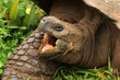Riesenschildkröte