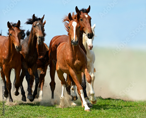Photo: Horse Horse