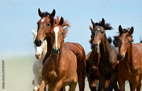 Photo: Horse Horse