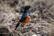 Photo: Superb Starling Blue and Orange Bird Superb Starling Blue and Orange Bird